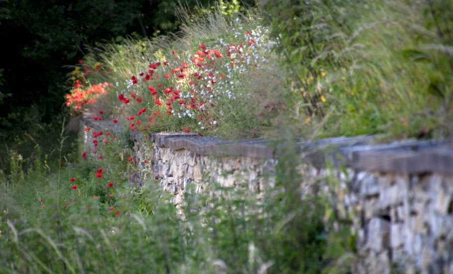 Mauer mit überwuchernden Blumen